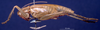CollectionObject 1520545; 3cee6fc0-7443-4908-9560-f2cf5e5859ce: male, lateral view (syntype). (CollectionObject).