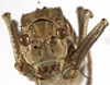 CollectionObject 1529602; 2c927482-d6aa-433d-9169-15803ad821c9: female, frontal view (syntype). (CollectionObject).