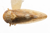 Habitus, dorsal view on Eutettix (Eutettix) discolor Hepner, 1942: (Observation).
