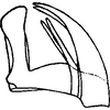 Aedeagus, lateral view on Andrabia kashmirensis Ahmed, 1970: Aedeagus, lateral view. (Observation).