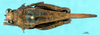 CollectionObject 1581427; 389baed5-92e7-4a80-bf5c-25ff50dff2a7: male, dorsal view (paratype). (CollectionObject).