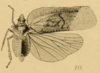 Habitus, dorsal view on Atracodes fasciculosus (Melichar, 1902): (Observation).