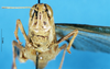 CollectionObject 1574925; 4d778cef-1c31-4771-84a8-29191f3b0d39: female, frontal view (paralectotype of Terpillaria picta). (CollectionObject).