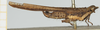 CollectionObject 1584269; 3e3d4590-2b4a-4ee0-bcb5-d350229c9f6d, NHMUK010924477: male, lateral view (paratype). (CollectionObject).