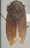 Habitus, dorsal view on Bythonia rugosa (Osborn, 1923): Dorsal. (Observation).