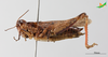 CollectionObject 2243579; Unioeste Cascavel K-0613, 54b49fa7-b93b-49df-94ad-e74c427a1e59: Female, lateral view. (CollectionObject).