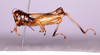 CollectionObject 1590324; 66499c57-ca91-4fbd-98fd-f48f14e06360: male, lateral view. (CollectionObject).;CollectionObject 1590325; a2f4d369-637e-4134-bfbf-551ac61aa90e: male, lateral view. (CollectionObject).