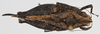 CollectionObject 1577240; 62d85746-7bae-456e-b0a4-1c164bbd35ad: female, dorsal view. (CollectionObject).