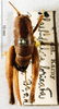 CollectionObject 1575886; 7a942671-95cc-46f3-8865-1cefc91a5e20, DORSA D026SF01: female, dorsal view. (CollectionObject).