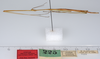 CollectionObject 1562557; f496cd6b-238b-4f22-b9dc-444c3cb2a288: copyright ZMUH, Hamburg. male, lateral view of synonym Clitumnus trilineatus (paralectotype). (CollectionObject).