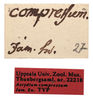 CollectionObject 1531093; UZIU Thunberg Collection nr 222188, 033d58a7-e764-4fd9-aa73-ac1b279f1d6e: labels (holotype). (CollectionObject).