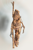CollectionObject 1499291; edb45c71-d37c-433c-9649-cc16188ed88e: Male, dorsal view (holotype). (CollectionObject).