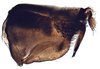 Pygofer, lateral view: !! display not done !! on Allygidius Ribaut, 1948: Allygidius abbreviatus, pygofer, laterally (INHS). (Observation).