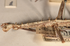 CollectionObject 1556950; 9f2cbcc4-4dea-4813-8016-e8a89e139151: copyright UMO. female: head and thorax, lateral view (syntype). (CollectionObject).;CollectionObject 1556951; 112d4c60-f82e-4830-a689-d06ca3356b17: copyright UMO. female: head and thorax, lateral view (syntype). (CollectionObject).