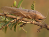 Lanista annulicornis (Walker, 1869): male, dorso-lateral view. (Otu).