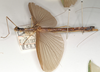 CollectionObject 1560386; 0fb9efea-4152-4ded-892d-cd193e548787: copyright OUMNH. female, lateral view (lectotype). (CollectionObject).