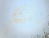Neogeoscapheus dahmsi Roth, 1977: Photo by Heidi Hopkins. Genitalia. (Otu).