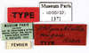 CollectionObject 1587343; MNHN(SF IMPORT DUPLICATE) MNHN-EP-EP1371, b91f113e-5a20-41ea-94cd-2771f47f1f5c: CC BY-NC-ND 4.0/MNHN - Depraetere Marion - 2014. Type, female, of nugax Rehn, 1937. Specimen number: MNHN-EP-EP1371. http://coldb.mnhn.fr/catalognumber/mnhn/ep/ep1371. (CollectionObject).