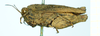 female (syntype), lateral view. Depicts CollectionObject 1593704; 00227148-d14a-48fa-8443-615271d11a1a, a CollectionObject.