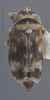 Habitus, dorsal view on Deltocephalus castoreus Ball, 1899: Dorsal. (Observation).