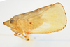 Habitus, lateral view on Batusa agilis Melichar, 1902: (Observation).
