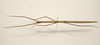 CollectionObject 1583792; 504137d1-b138-4909-bb15-6179e1645e55: copyright MNHN, Paris. female, dorsal view (paratype). (CollectionObject).;CollectionObject 1583793; ecd8adad-8df3-4622-8518-81f6a7571783: copyright MNHN, Paris. female, dorsal view (paratype). (CollectionObject).;CollectionObject 1583794; 1f7dc6b6-c82e-49b0-b7ad-6b44ff01b2e7: copyright MNHN, Paris. female, dorsal view (paratype). (CollectionObject).