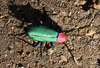 Melyroidea magnifica Shelford, 1912: (Otu).