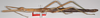 CollectionObject 1563877; 90a92825-0f66-4b12-b425-b8c783985434: copyright F. Hennemann. female, lateral view (paratype). (CollectionObject).;CollectionObject 1563878; 25f6e27f-f4b1-4b31-b1b1-b4b944e61b1d: copyright F. Hennemann. female, lateral view (paratype). (CollectionObject).