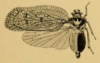 Habitus, dorsal view: (Observation).