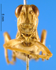 CollectionObject 1505443; 9652b885-87fe-49a8-aec0-622465b7f30f: male, frontal view (Dericorys maculata). (CollectionObject).