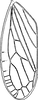 Forewing: !! display not done !! on Iassus lanio (Linnaeus, 1761): Forewing. (Observation).