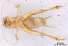 CollectionObject 1522844; a8de98c3-526b-4d44-8200-48c3a3778147: Male, ventral view (holotype). (CollectionObject).