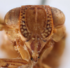 Head: !! display not done !! on Thionia longipennis (Spinola, 1839): (Observation).