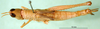 CollectionObject 1500938; 63ac1992-8fc3-4f98-92f7-c765b5a04e1d, DORSA BA000321S01: female, dorsal view (holotype). (CollectionObject).
