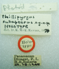 CollectionObject 1523755; 4cfd052e-46d5-4e07-923f-726f2f52140b: labels (holotype). (CollectionObject).