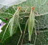 Oecanthus niveus (De Geer, 1773): male and female. (Otu).