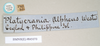 CollectionObject 1559739; 5af4de94-1acf-4d4e-8592-187154a1ab36: copyright Natural History Museum, London. female, data labels of Platycrania alpheus (paralectotype). (CollectionObject).;CollectionObject 1559740; 15a8e9e2-4bb7-4d24-a7ee-06bf976abf6a: copyright Natural History Museum, London. female, data labels of Platycrania alpheus (paralectotype). (CollectionObject).