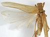 CollectionObject 1529753; 8392cf3e-a857-47a7-a025-c7c2e92e4284: female, dorsal view (holotype). (CollectionObject).