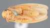 Habitus ventral view: !! display not done !! on Ponana (Ponana) citrina (Spångberg, 1878): (Observation).
