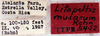 Litopeltis musarum Rehn, 1928: Photo taken by Heidi Hopkins. (Otu).