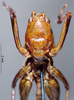 CollectionObject 1504999; 6fbb5288-90ad-4e75-9fca-7cf665f8355d: male, frontal view (syntype). (CollectionObject).
