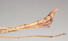 CollectionObject 1559510; NHMUK(SF IMPORT DUPLICATE) 844644, f79226dd-9d63-4f9b-9370-b210d5e0ca2f: copyright Natural History Museum, London. male: end of abdomen, lateral view of Dixippus sodalis (holotype). (CollectionObject).