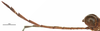 CollectionObject 1581741; 8474a309-4107-4ab4-a806-969b0c2e7d50: male, antenna (holotype). (CollectionObject).