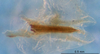 CollectionObject 1505326; 06763844-0603-4a69-8408-8af466275265: phallic complex (holotype). (CollectionObject).