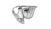 Dichroplus obscurus Bruner, 1900: Fig. 6. female, head and pronotum, lateral view. (Otu).