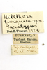 CollectionObject 1478514; 4b71498c-344d-4b6c-8731-ac5209ef0dbf: labels (paratype). (CollectionObject).