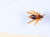 CollectionObject 1540279; 5e213300-4fea-4745-99d7-09f5e0830b89: male, dorsal view (syntype). (CollectionObject).