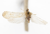 Habitus, dorsal view on Patara guttata (Westwood, 1840): (Observation).