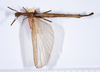 CollectionObject 1559120; 7dd5c026-dbae-43a0-af09-6a96b759d387: copyright ANSP. female, dorsal view (holotype). (CollectionObject).