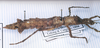 CollectionObject 1558988; a71455be-29f5-4bbc-a438-c09e3477b87e: copyright MNHN, Paris. female synonym Hesperophasma pavisae, lateral view (holotype). (CollectionObject).